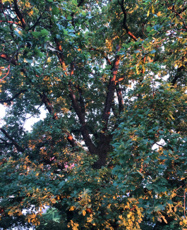 pugnastudio_HOMESTORY_mood Pugnastudio