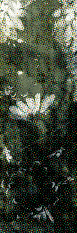 pugnastudio_HEIMATS_printdesign Pugnastudio